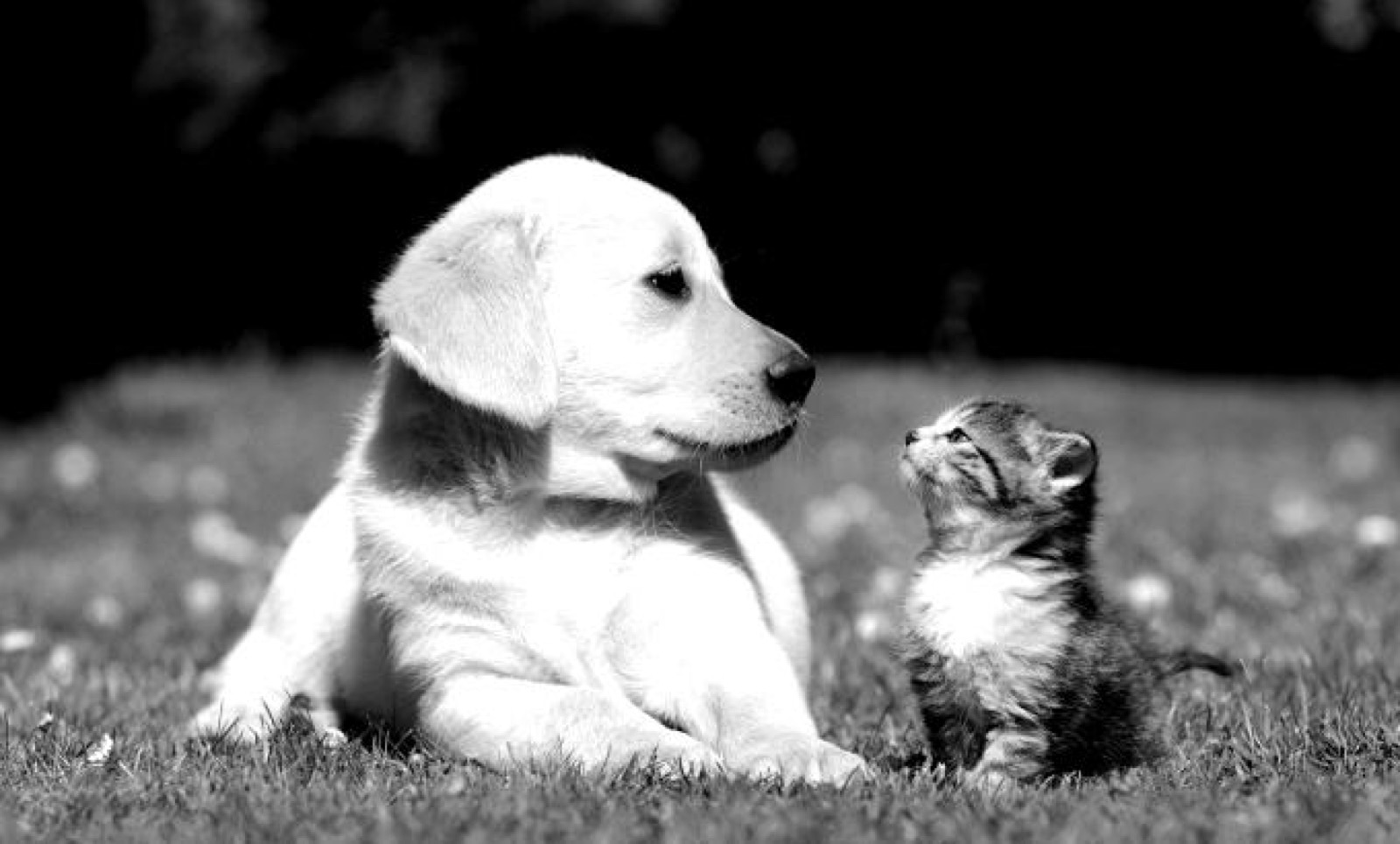 chat_chien2-blackwhite